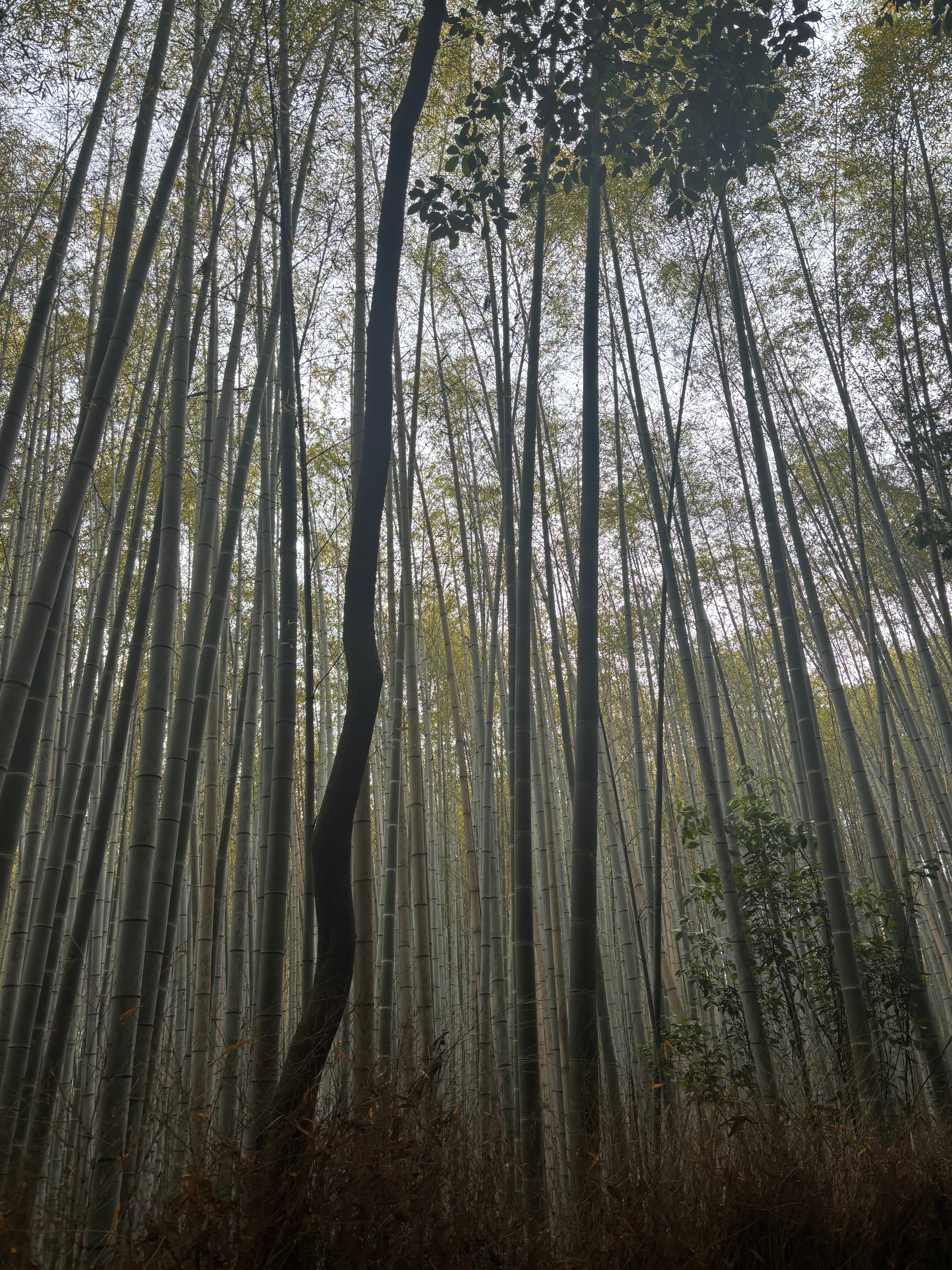 arashiyama